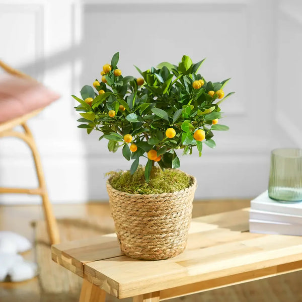A potted citrus plant gift with charitable donation.